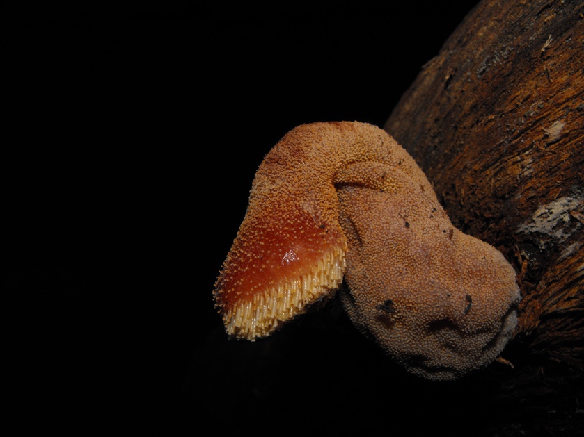 Miniera di Gambatesa 47